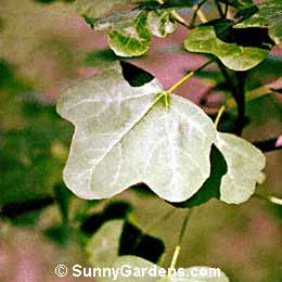 Liquidambar styraciflua, Sweet Gum, Sweetgum