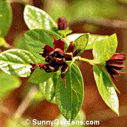 Calycanthus floridus, Carolina Allspice