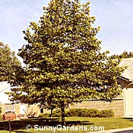 Platanus x acerifolia, London Plane Tree, Platanus orientalis