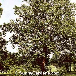 Platanus occidentalis, American Plane Tree