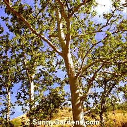 Platanus racemosa wrightii, California Sycamore