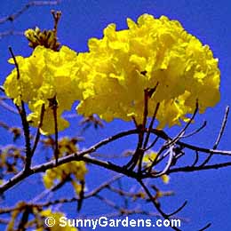 Tabebuia chrysotricha, Golden Trumpet Tree