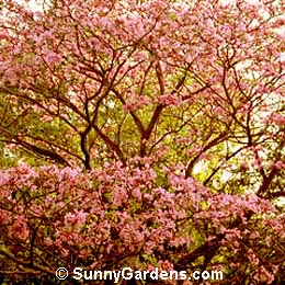 Tabebuia impetiginosa, Pink Trumpet Tree, Tabebuia avellanedae, Tabebuia ipe