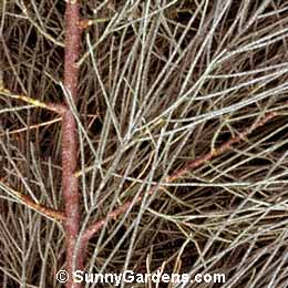 Tamarix aphylla, Athel Tree, Tarfa, Athl