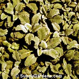 Tanacetum haradjani