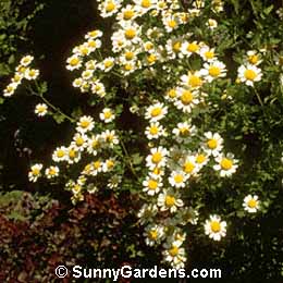Tanacetum parthenium, Feverfew