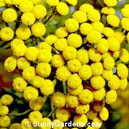 Tanacetum vulgare