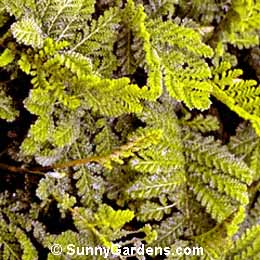 Tanacetum vulgare crispum, Tansy, Golden Buttons, Fern-Leaved Tansy
