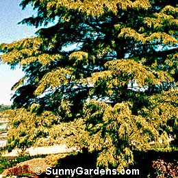 Taxodium distichum, Bald Cypress