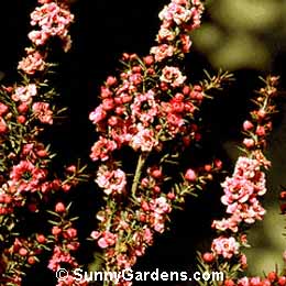 Leptospermum scoparium, Tea Tree, Manuka
