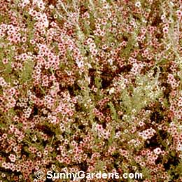 Leptospermum scoparium, Tea Tree