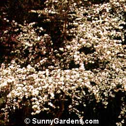 Leptospermum scoparium, New Zealand Tea Tree