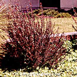 Leptospermum scoparium, New Zealand Ruby Glow Tea Tree, Manuka