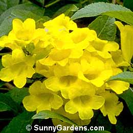 Tecoma stans, Yellow Bells, Yellow Trumpet Flower, Yellow Elder