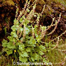 Tellima grandiflora, Fringe Cups