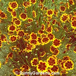 Thelesperma burridgeanum, Greenthreads, Cosmidium burridgeanum, Coreopsis atrosanguinea