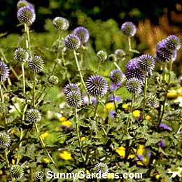 Echinops bannaticus, Globe Thistle