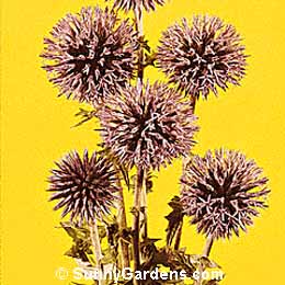 Echinops ritro, Globe Thistle