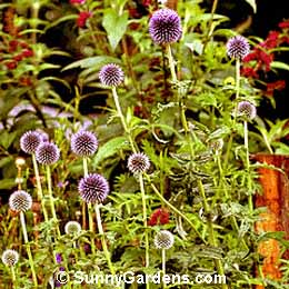 Echinops ritro, Small Globe Thistle