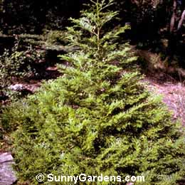 Thujopsis dolabrata, Arborvitae False, Deerhorn Cedar, Hiba Cedar