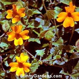 Thunbergia gregorii, Orange Clock Vine, Thunbergia gibsonii
