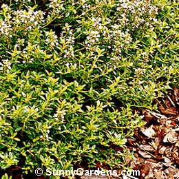Thymus, Lime Thyme