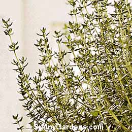 Thymus pseudolanuginosus, Woolly Thyme