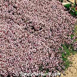Thymus serpyllum, Mother of Thyme, Wild Thyme, Creeping Thyme