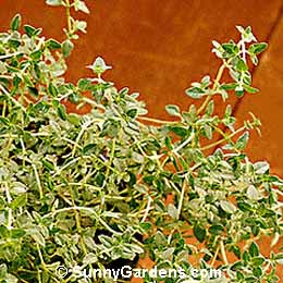Thymus vulgaris, Common Thyme, English Thyme, Culinary Thyme