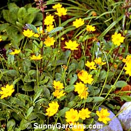 Coreopsis auriculata, Coreopsis