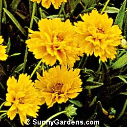Coreopsis grandiflora, Tickseed