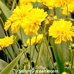 Coreopsis grandiflora, Sunray Coreopsis