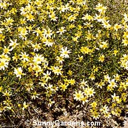 Coreopsis verticillata, Threadleaf Coreopsis