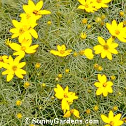 Coreopsis verticillata, Threadleaf Coreopsis
