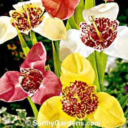 Tigridia pavonia, Mexican Shell Flower, Tiger Flower, Peacock-Tiger Flower