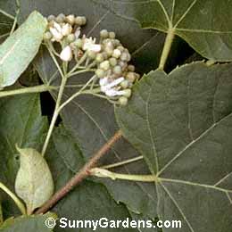 Tilia caroliniana, Carolina Basswood