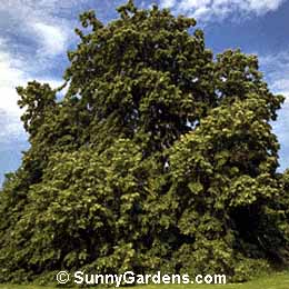 Tilia petiolaris, Pendent Silver Linden