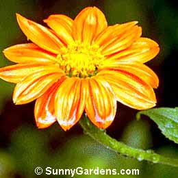 Tithonia rotundifolia, Mexican Sunflower, Tithonia speciosa