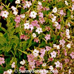 Nicotiana, Dwarf Flowering Tobacco, Nicotiana affinis