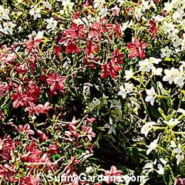 Nicotiana alata, Flowering Tobacco, Nicotiana affinis