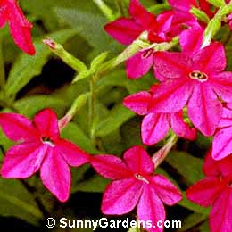 Nicotiana alata, Dwarf Flowering Tobacco, Nicotiana affinis