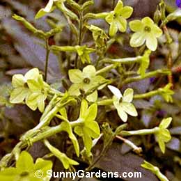 Nicotiana alata, Dwarf Flowering Tobacco, Nicotiana affinis