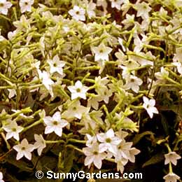 Nicotiana alata, Dwarf Flowering Tobacco, Nicotiana affinis