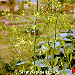Nicotiana langsdorfii, Flowering Tobacco