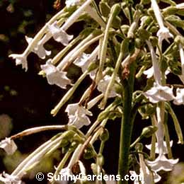Nicotiana sylvestris, Flowering Tobacco