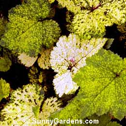 Tolmiea menziesii, Piggy Back Plant, Tolmiea menziesii 'Maculata', Tolmiea menziesii 'Variegata'