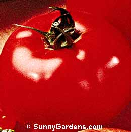 Lycopersicon esculenta, Beefsteak Tomato