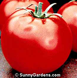 Lycopersicon esculenta, Tomato