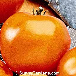 Lycopersicon esculenta, Tomato