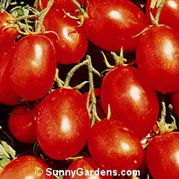Lycopersicon esculenta, Paste Tomato, Lycopersicum esculentum